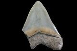 Partial, Megalodon Tooth - Serrated Blade #72480-1